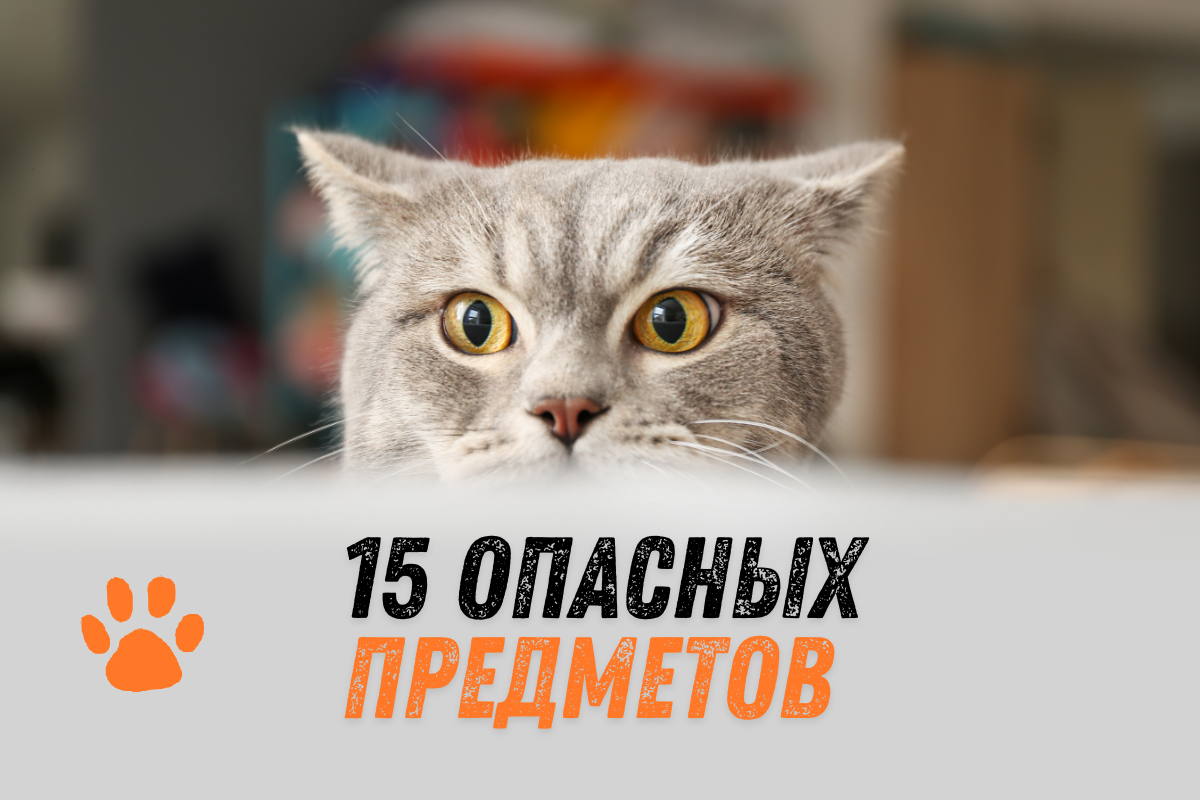 15 опасных предметов для кошек 