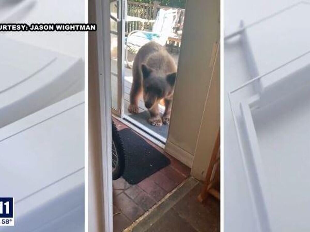    Медведь, проникший в дом в США