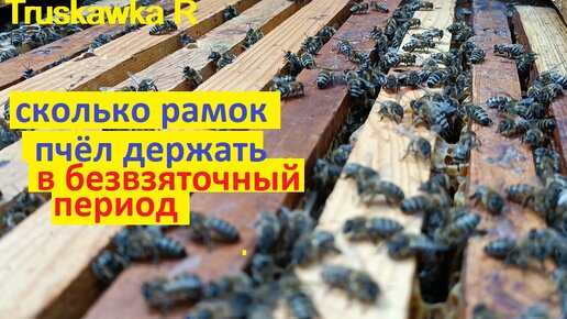 Пчёлы. Сколько рамок пчёл должна быть семья пчёл на пасеке, если нет взятка.