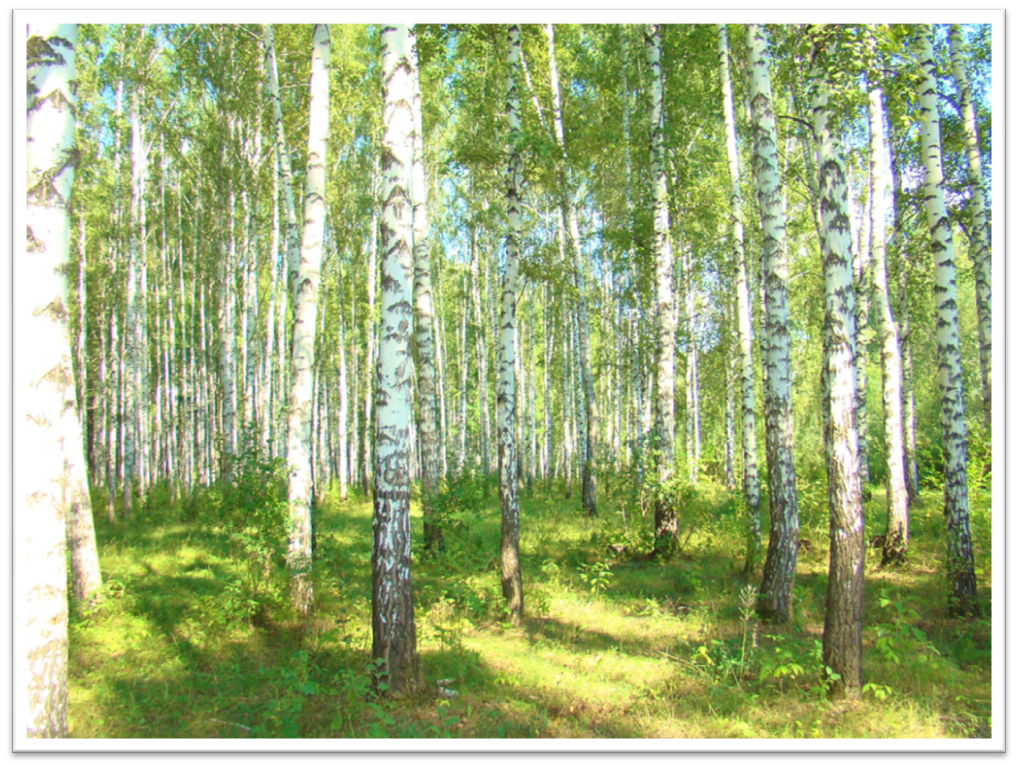 © Источник изображения [4]