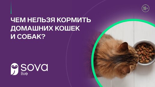 Чем нельзя кормить домашних кошек и собак?