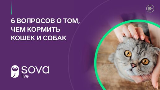 6 вопросов о том, чем кормить кошек и собак