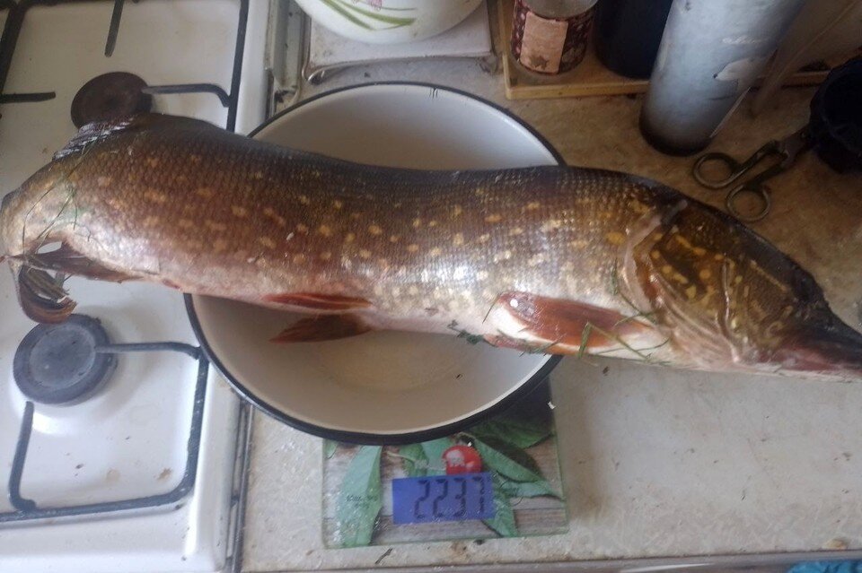    Щука, пойманная на червя, была голодной...