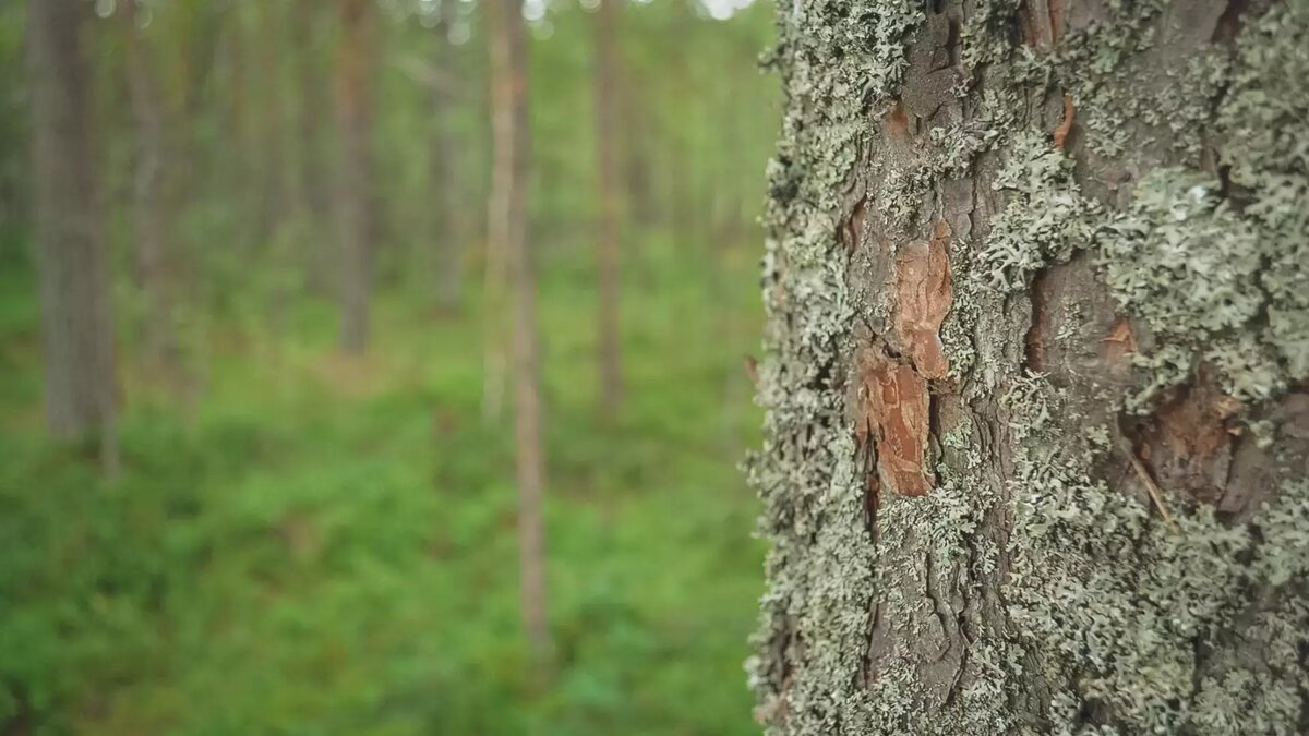     Источник: 1MI