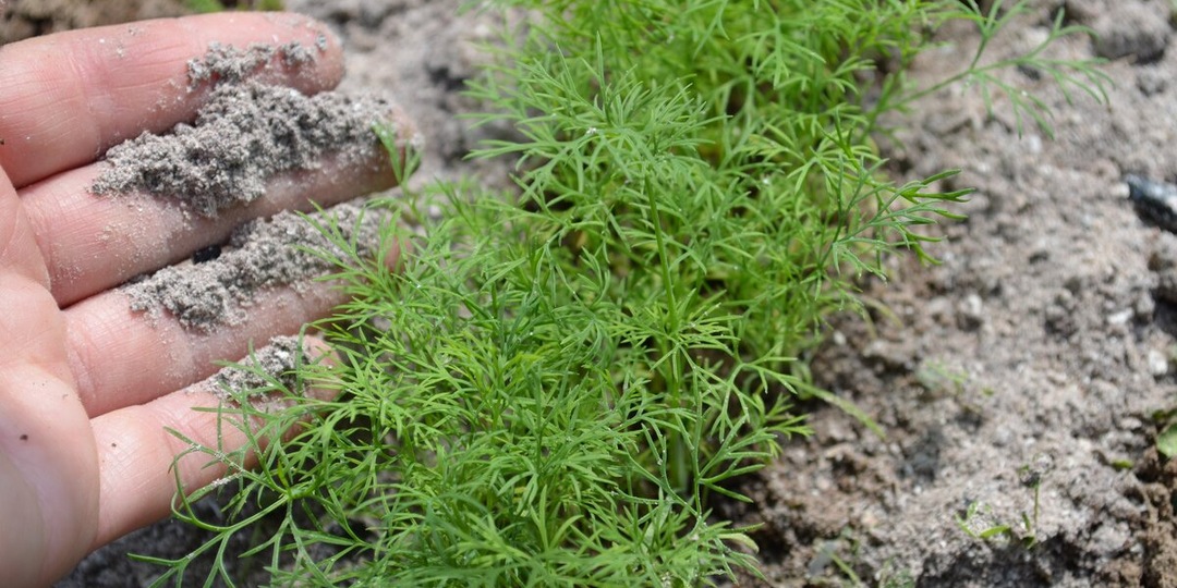 Почему плохо растет укроп. 5 основных причин, что не любит укроп