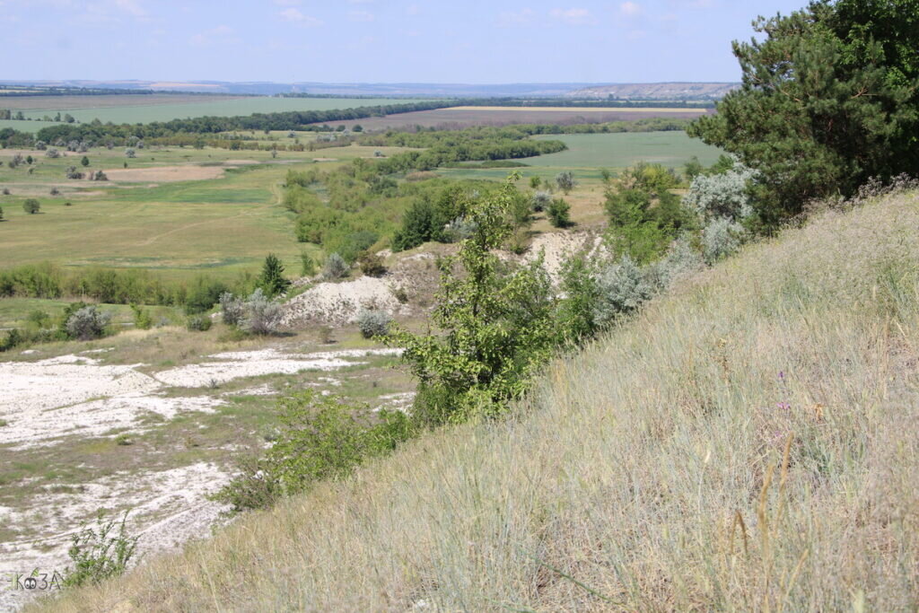    На Меловых холмах западнее сл. Рогалик Миллеровского р-на РО, 08.06.24 Анна Власова
