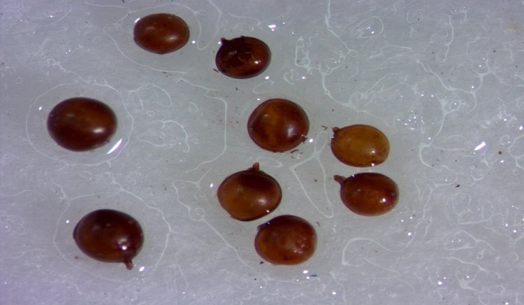    Дачники могут опознать золотистую картофельную нематоду по «бороде»