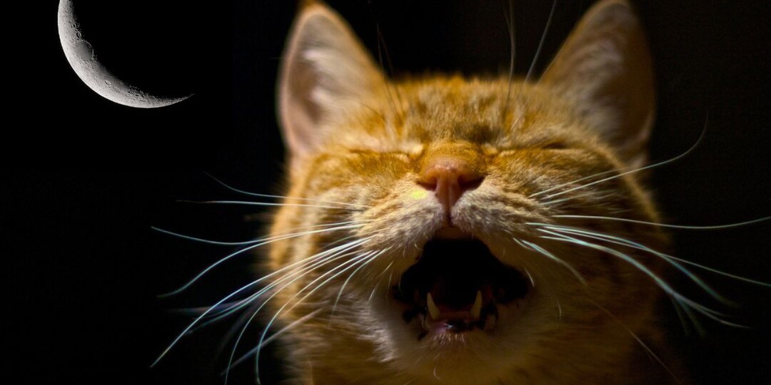 Ни минуты покоя: почему ваш кот орет по ночам – как успокоить?