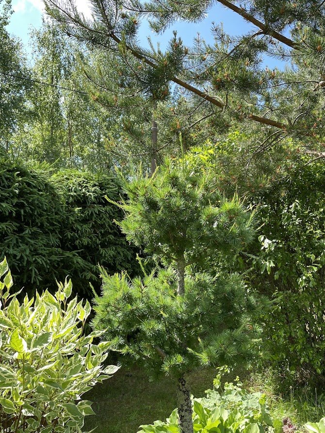 Larix decidua до стрижки