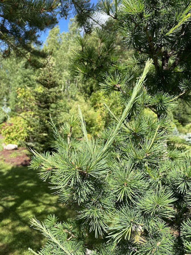 Larix decidua до