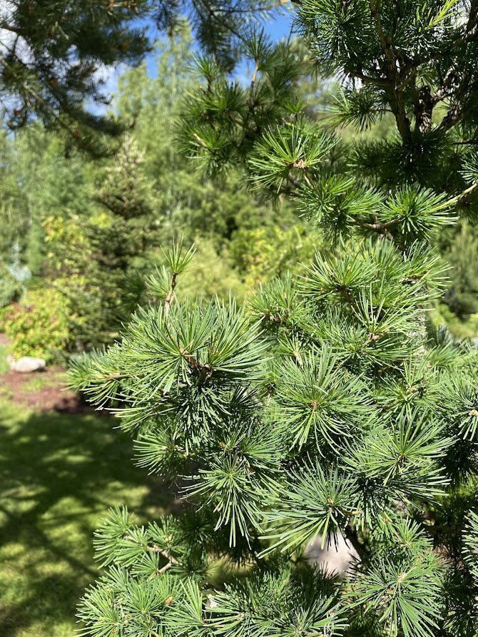 Larix decidua после