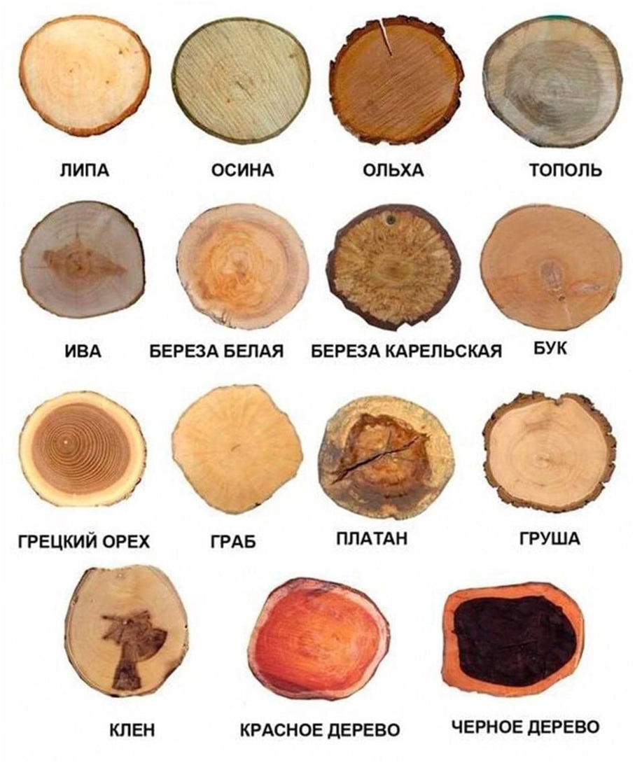 Срезы лиственных деревьев. Из картинок Яндекса