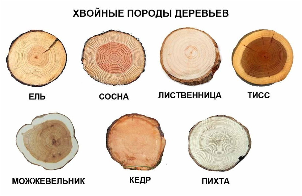 Срезы хвойных пород. Из картинок Яндекса