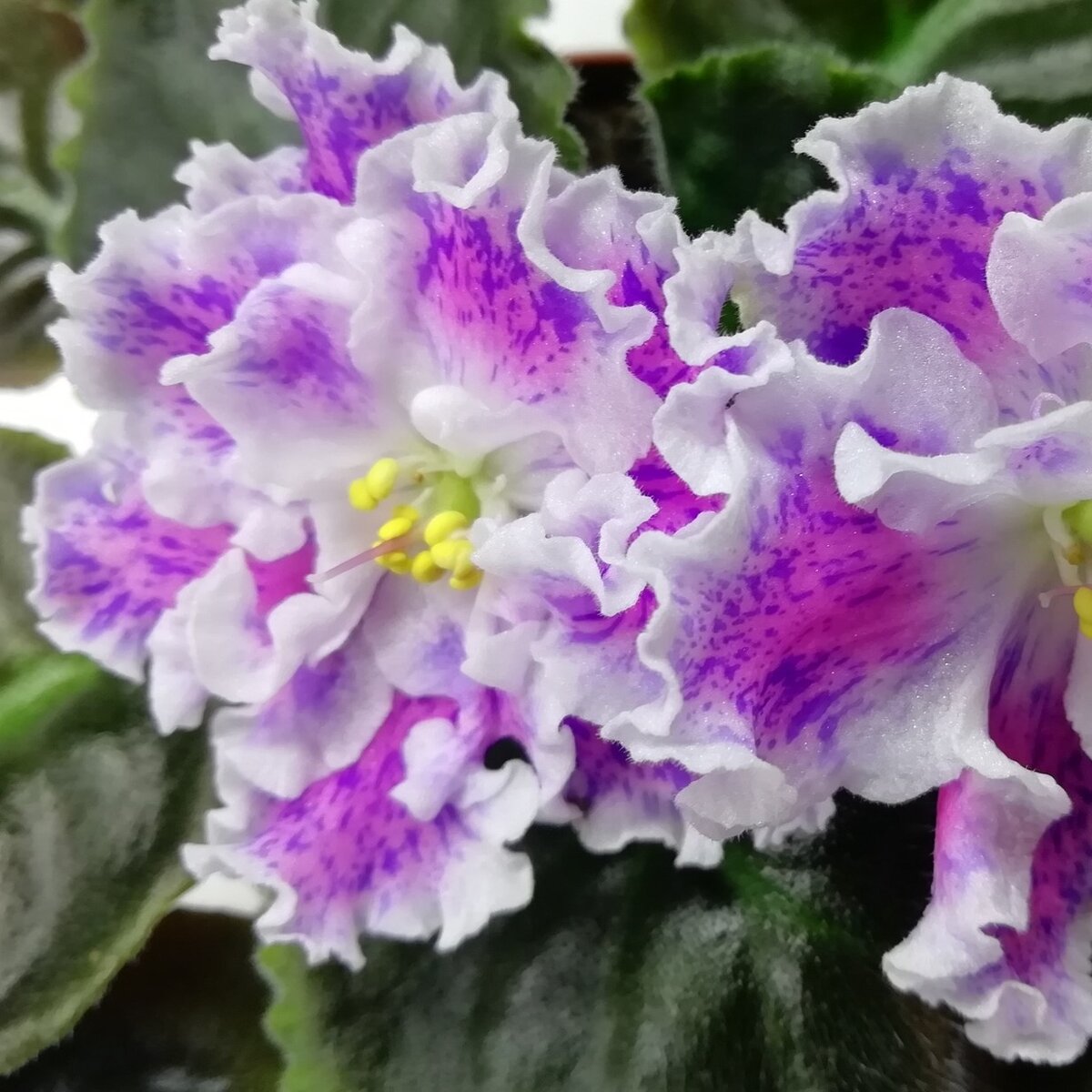 ЛЕ-Суламифь