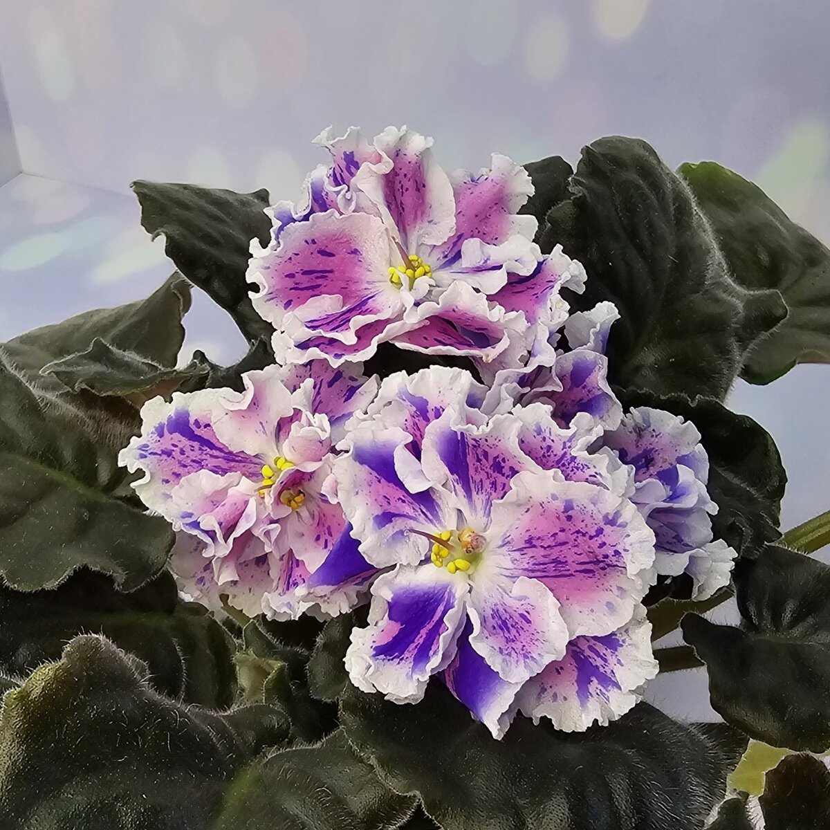 ЛЕ-Суламифь