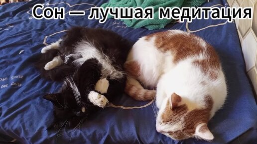 Коты так сладко спят