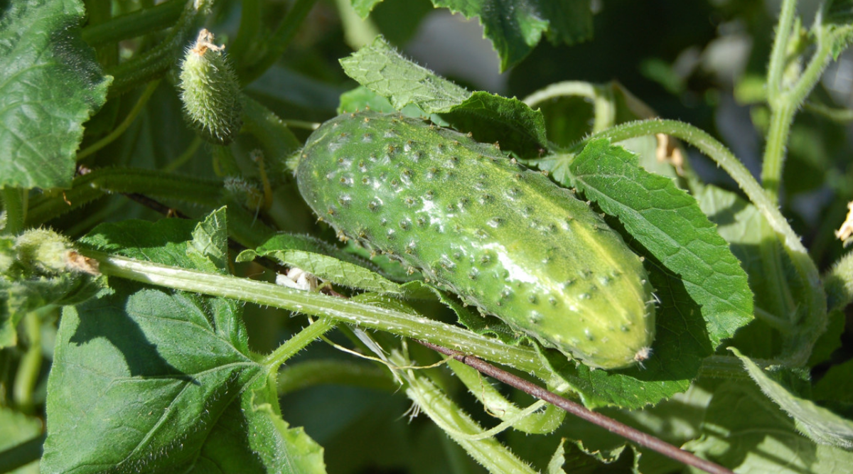    Фото: pxhere.com Дарья Иванова