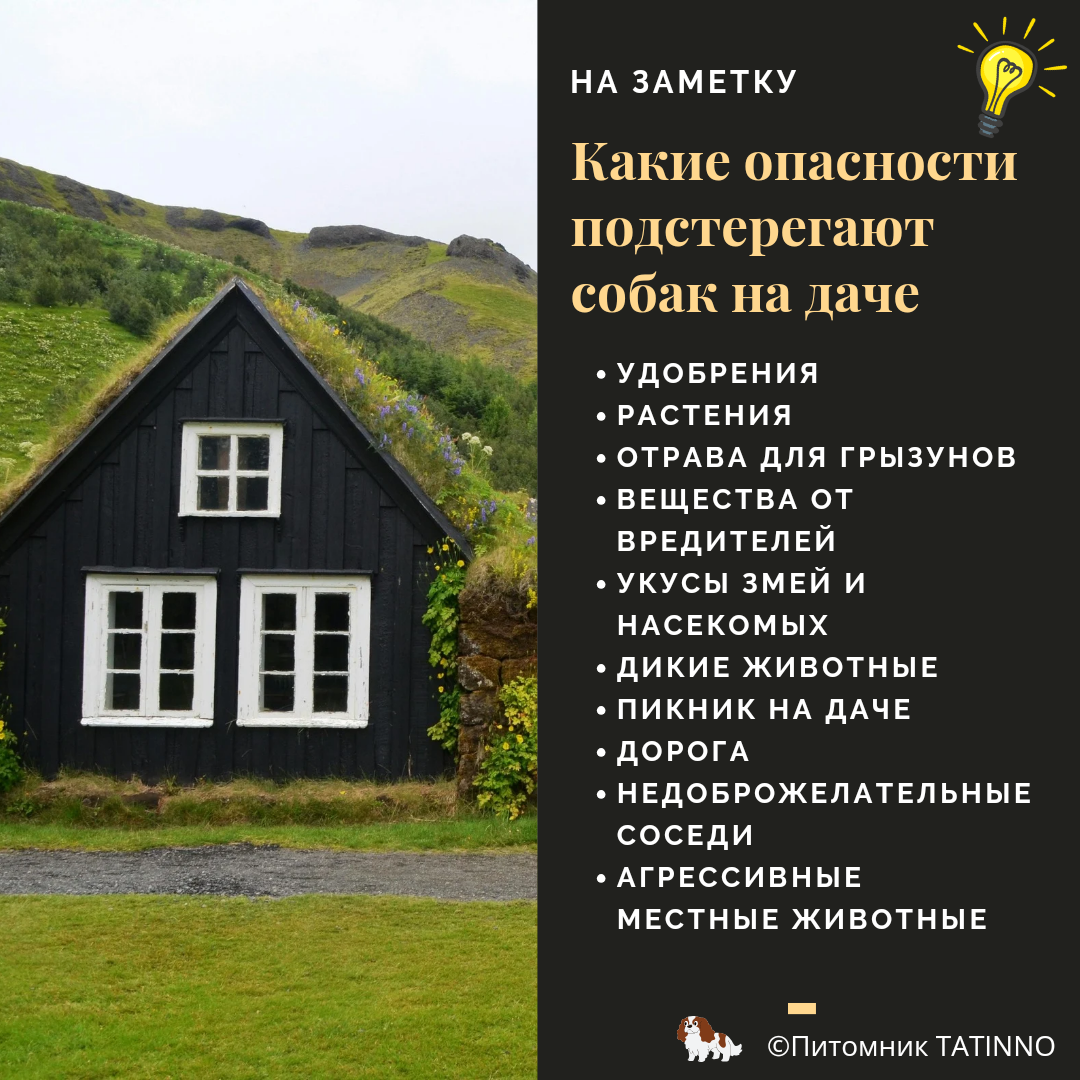 Опасности для собак на даче
