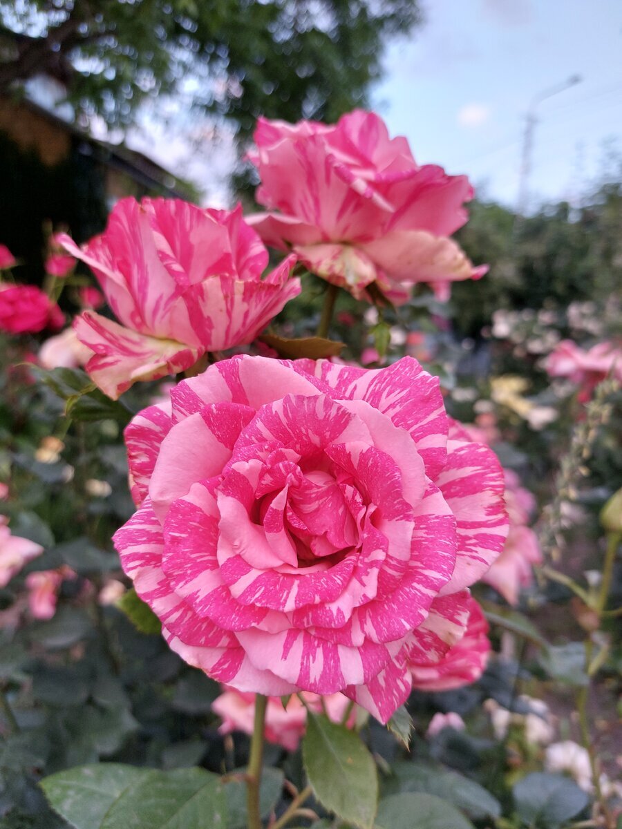 фото Елены