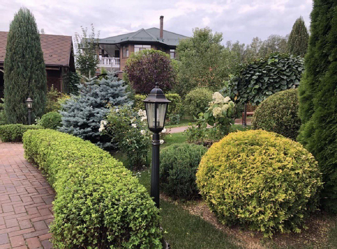 Уход включает всего 3 вида работ: подкормка весной и осенью, обработка от вредителей и формирование (стрижка) растения. 