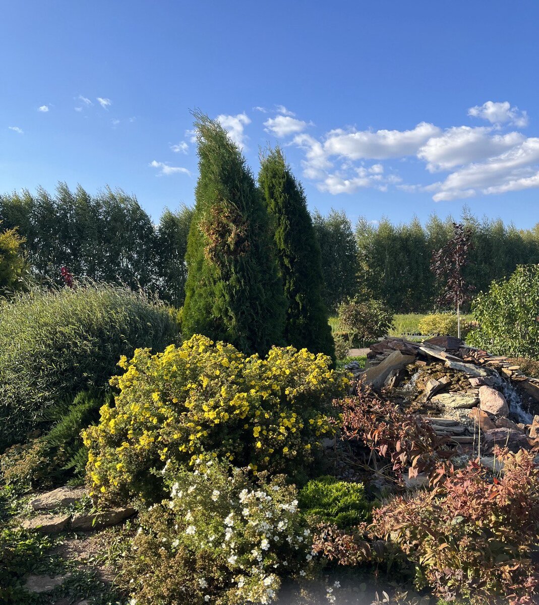 Хвойные акценты могут занимать до 70% миксбордера.