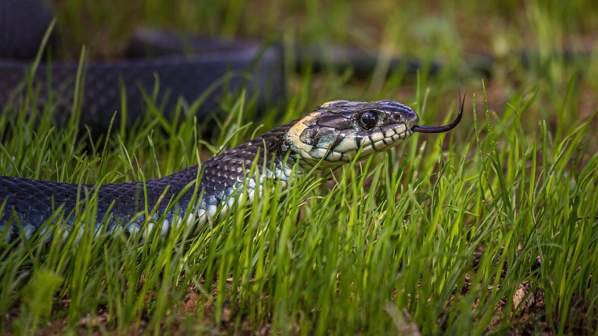    Фото: Dmitrii Kash/Shutterstock/Fotodom