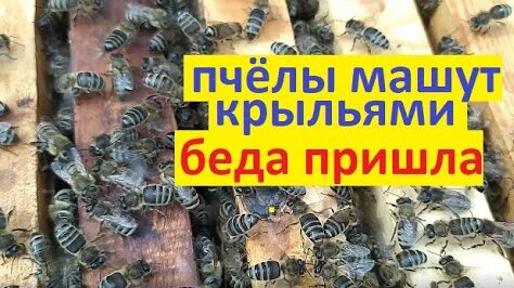 Пчёлы машут крыльями на рамках. Что это значит? И к чему готовиться на пасеке.