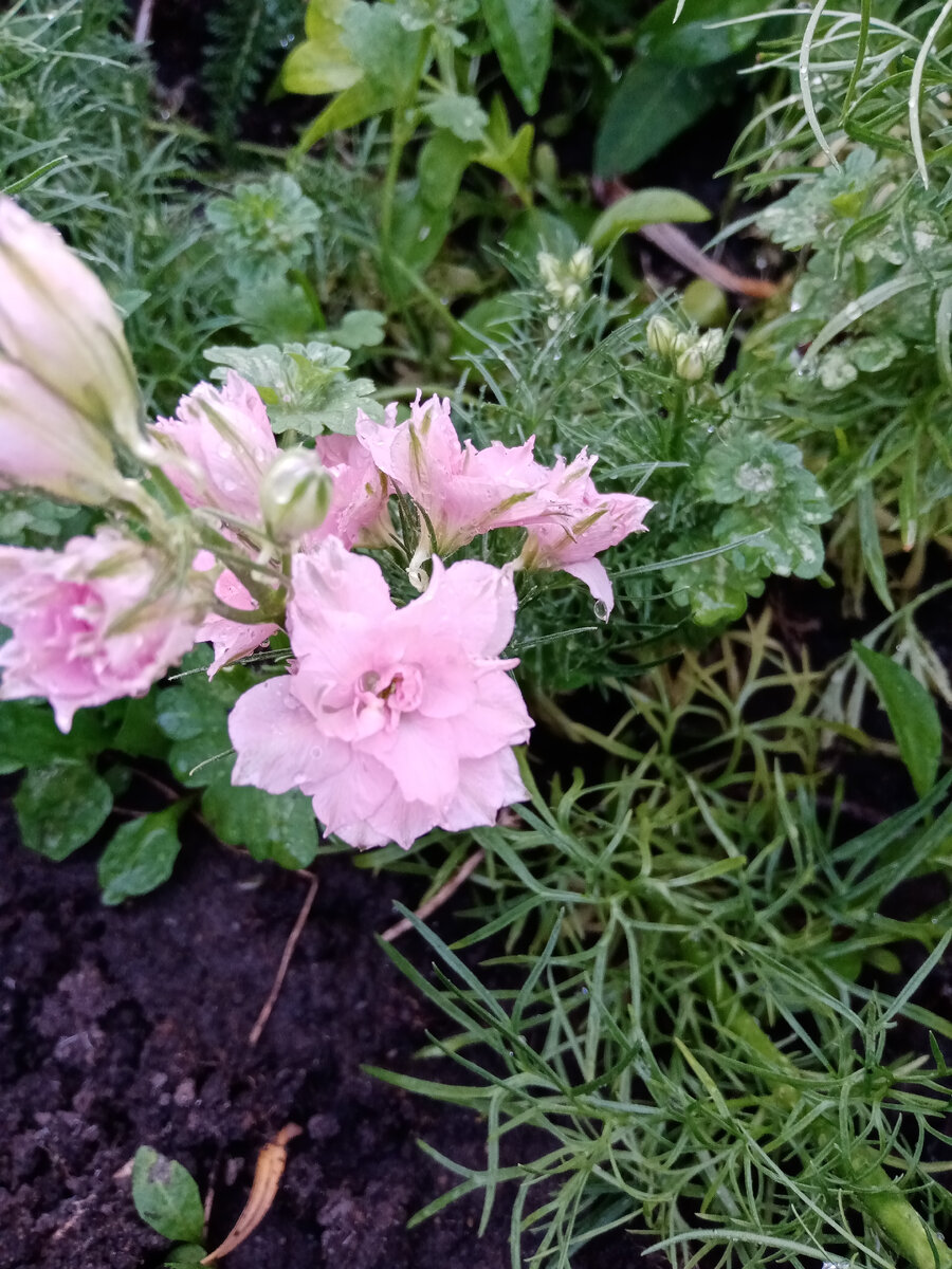 Дельфиниум зацветает. 