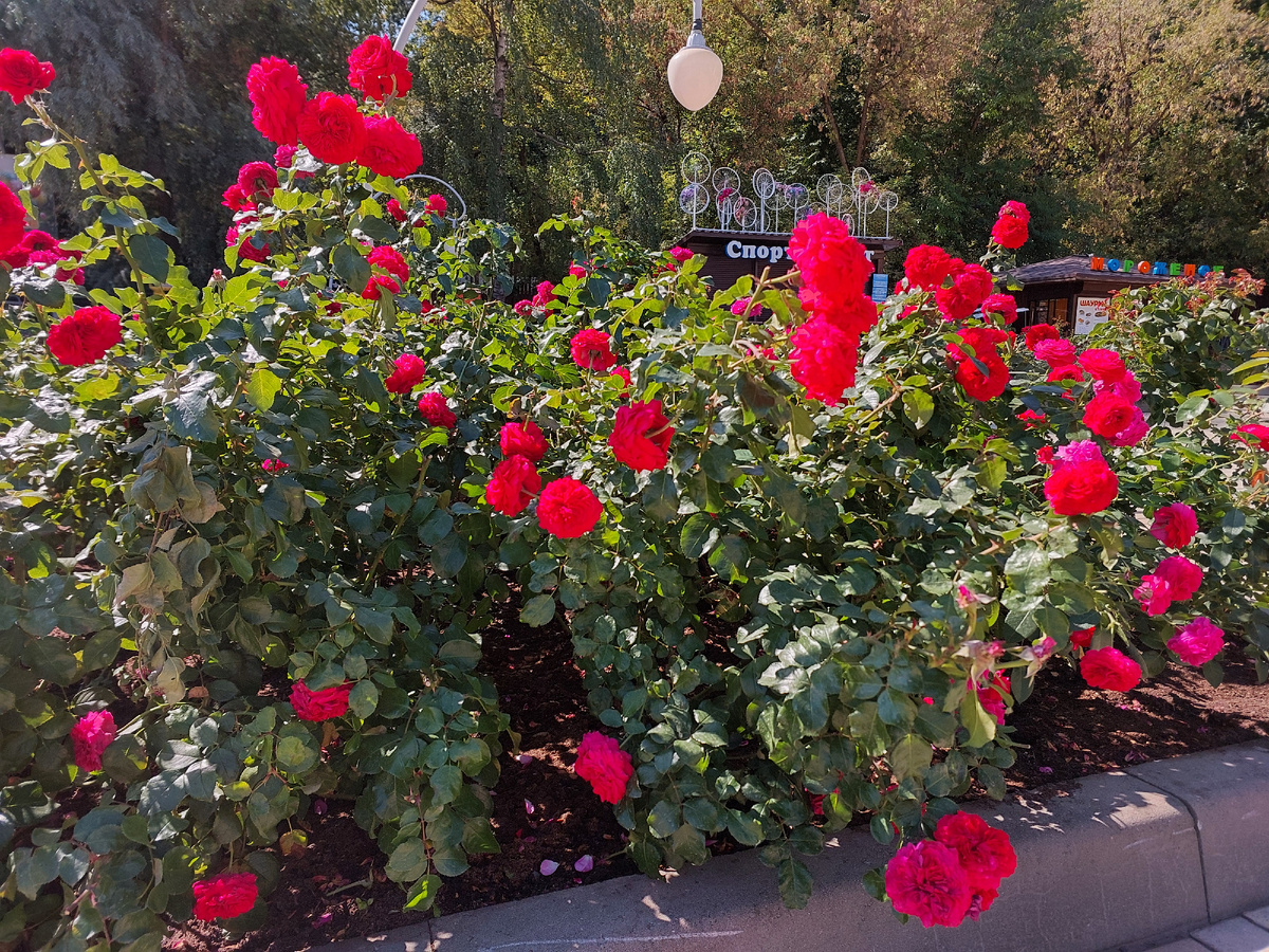 Рабатка в Центральном парке Воронежа