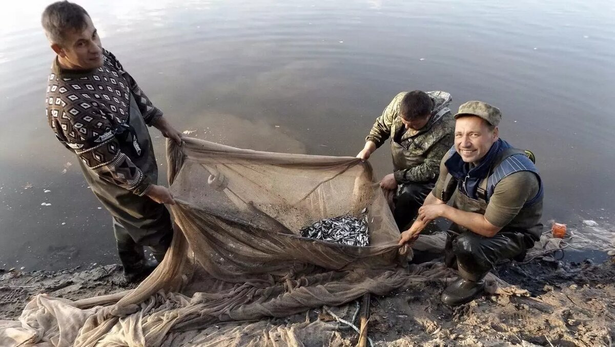     Автор: azniirkh.vniro.ru