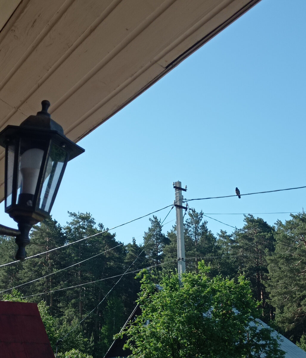 Карыч прилетел