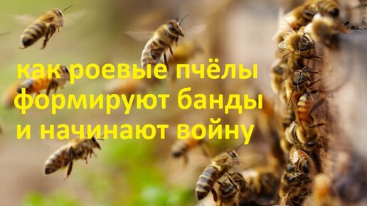 Пчёлы Формирование роевой пчелы Вывод маток Роевые пчёлы против рабочих, внутри ульевые войны
