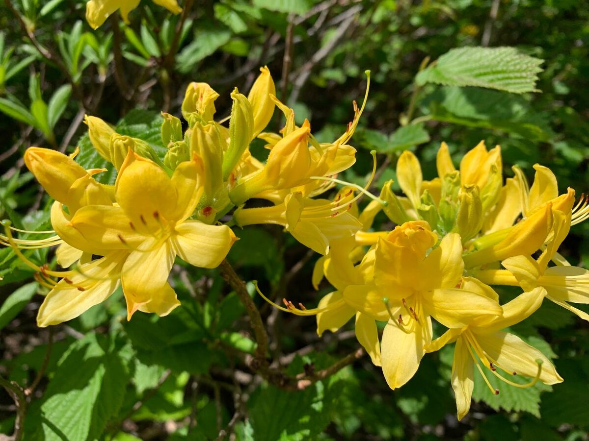 Рододендрон желтый, ссылка на источник: https://www.kavkazzapoved.ru/news/kraski-leta-kakie-rododendrony-vstrechayutsya-v-kavkazskom-zapovednike
