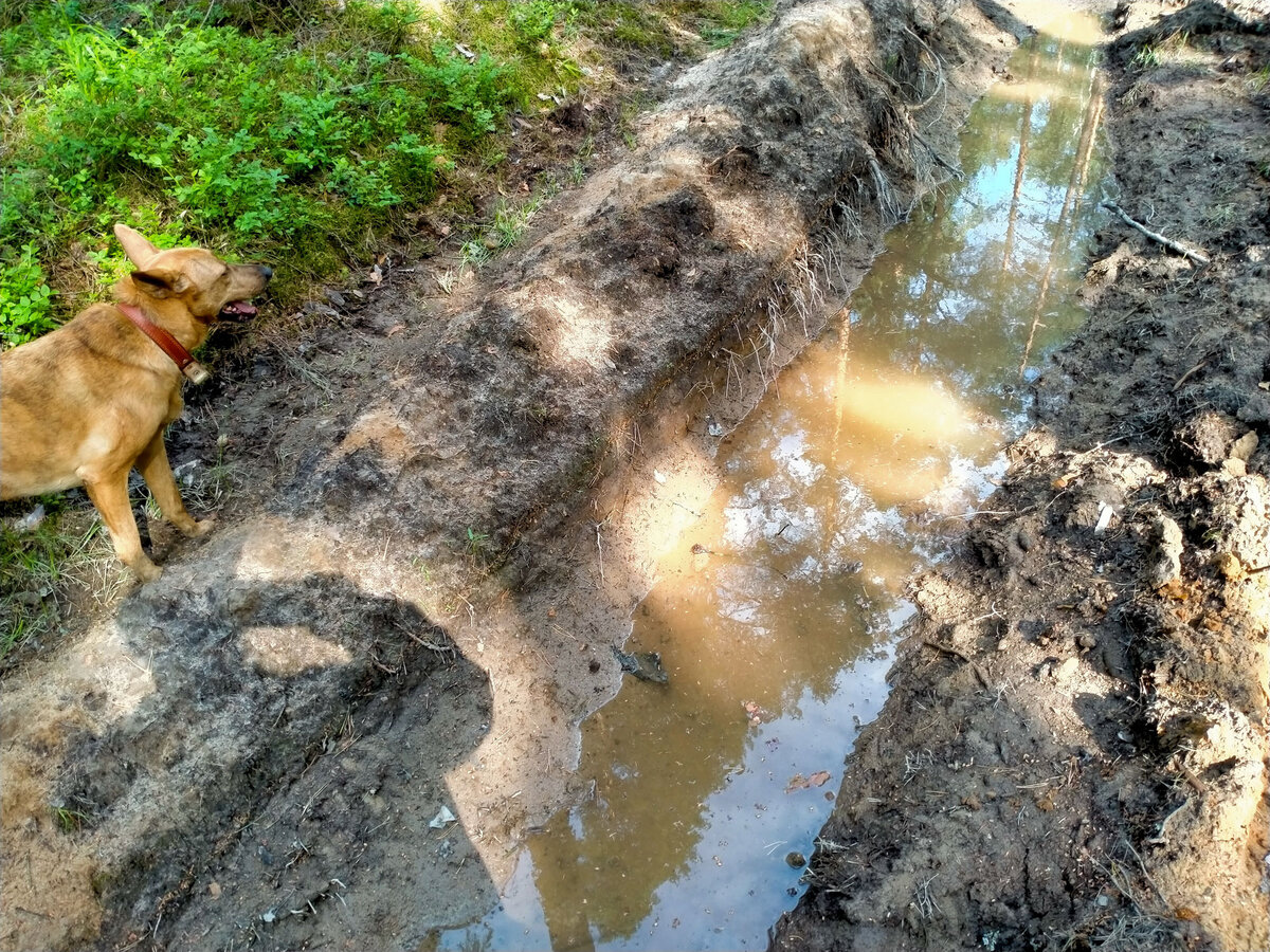 А здесь даже образовалась лужа