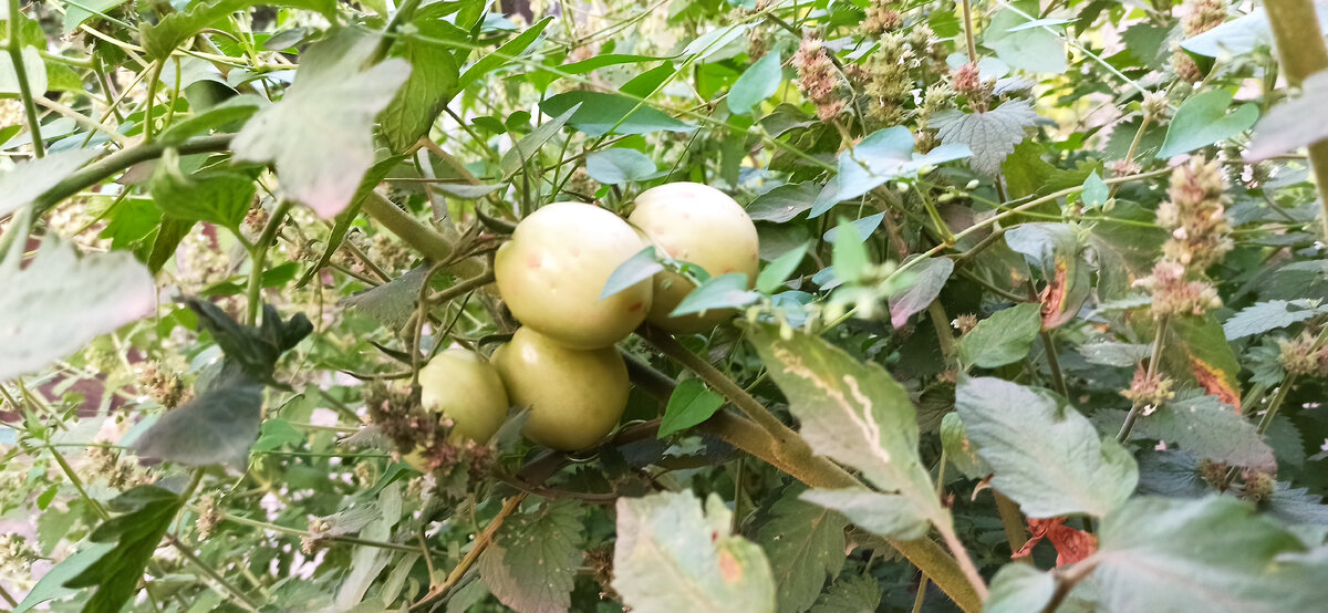 «Волшебный пасынок» удалите его, и томатов будет полтора ведра с куста ...
