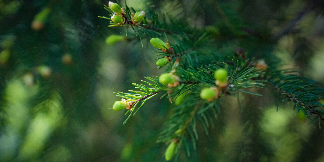 Что приготовить с еловыми типсами: 4 варианта