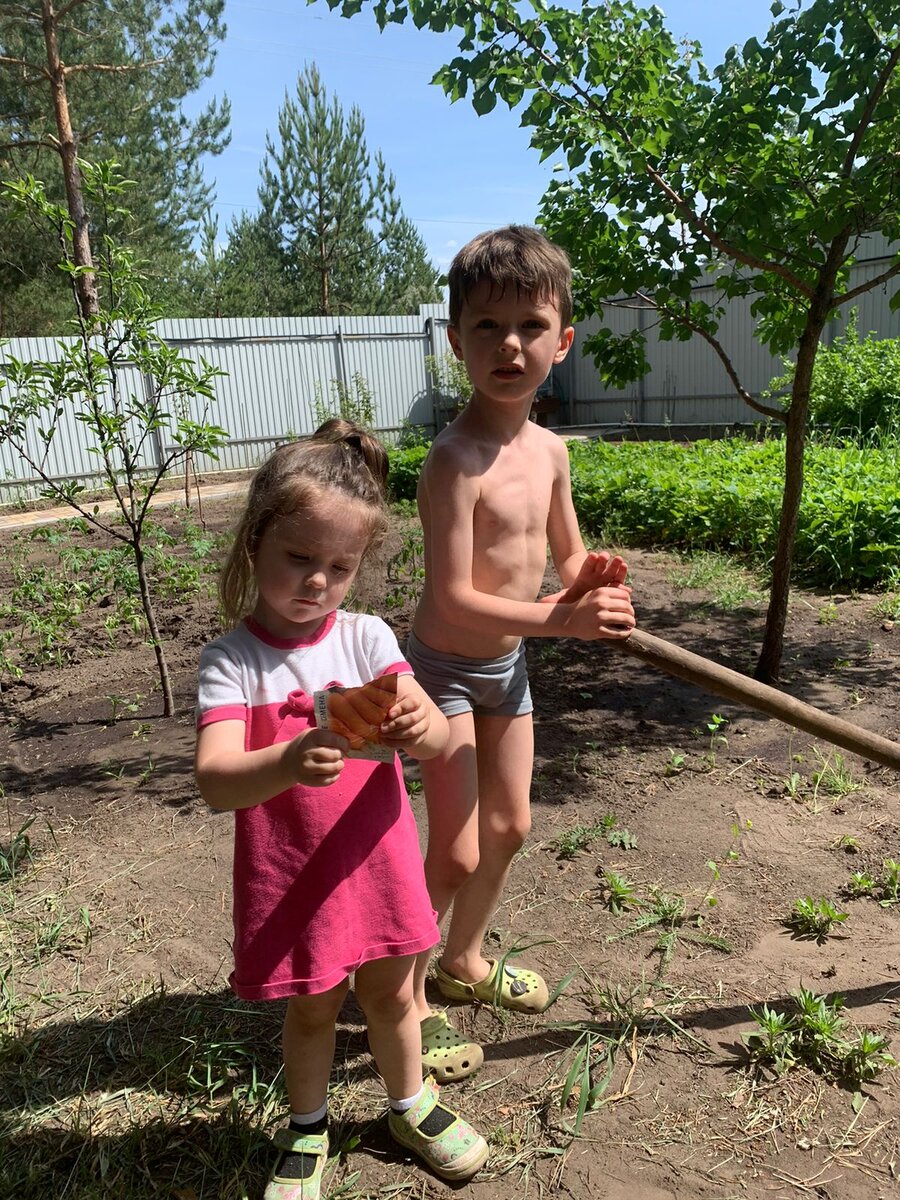 Сажают морковку 