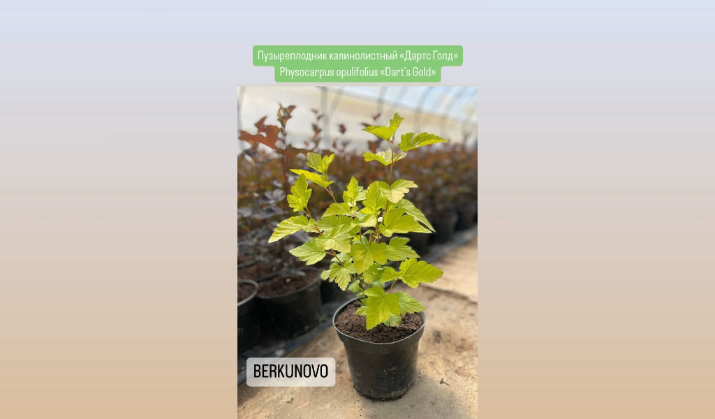 Physocarpus opulifolius "Dart's Gold"