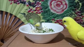 Салат для волнистых попугаев. Чем кормить волнистиков 🦜