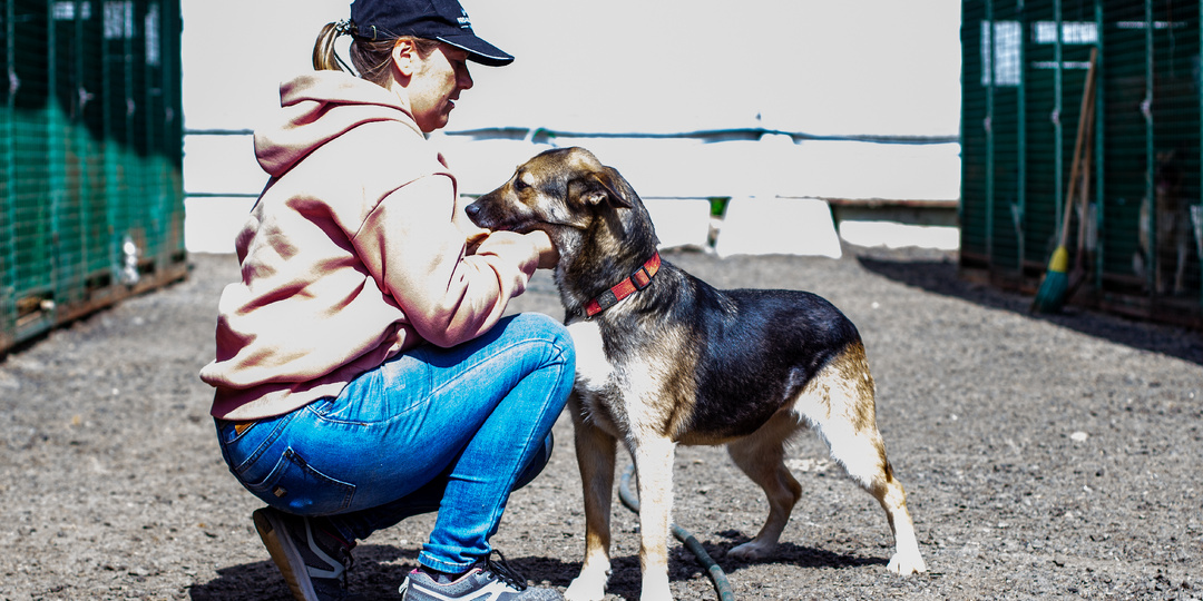 Эта собака из приюта демонстрирует удивительную уравновешенность и уверенность в себе среди других собак
