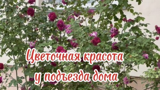 Какие цветы посадить у подъезда многоэтажного дома