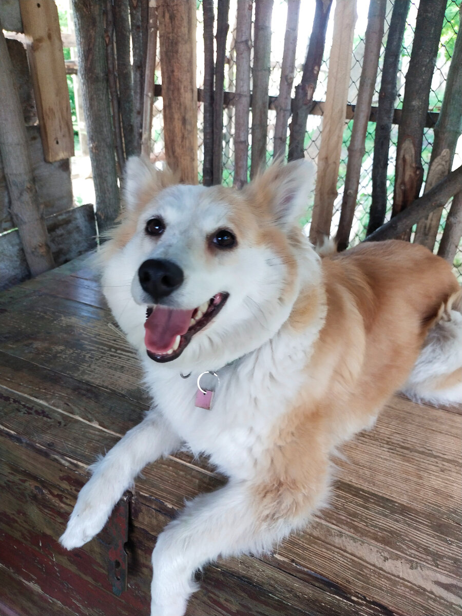 Моя собака Свима❤️