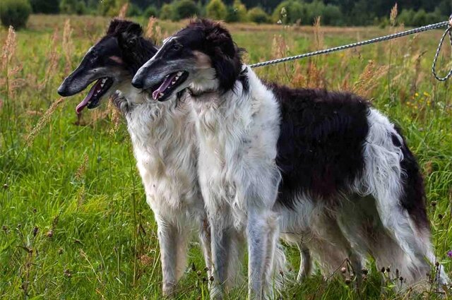    Фото: ru.wikipedia.org