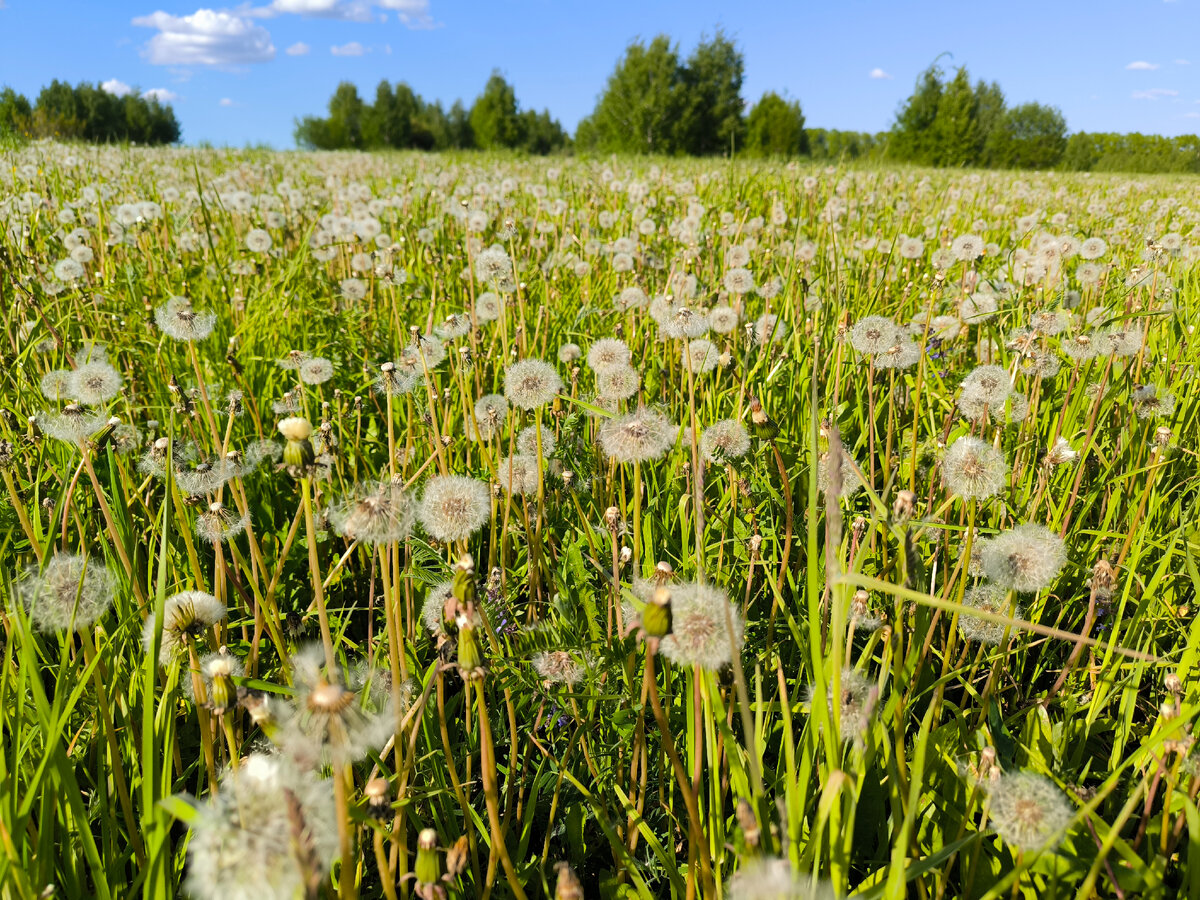 Одуванчики отцвели