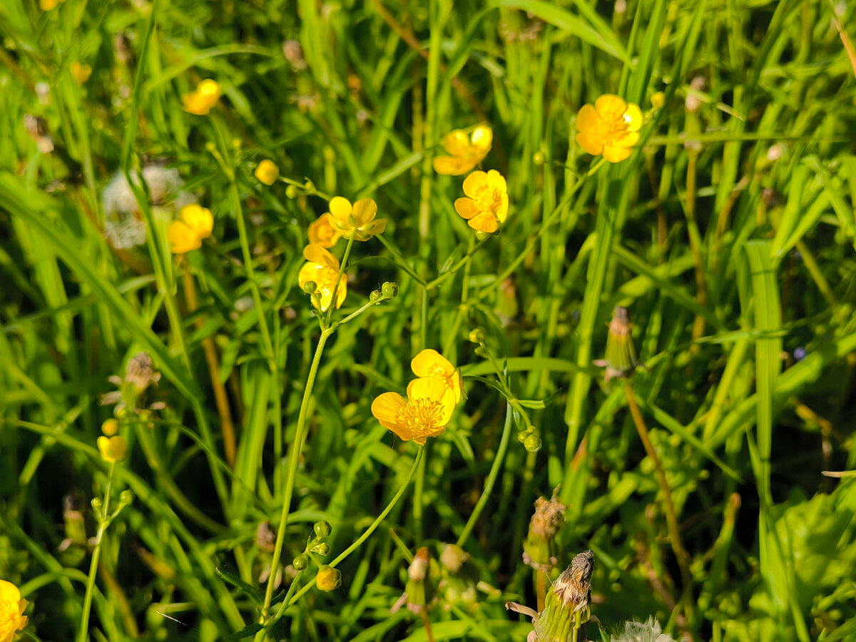 Лютики распустились