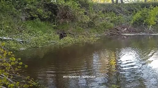 Бобры забобрили мне рыбное место