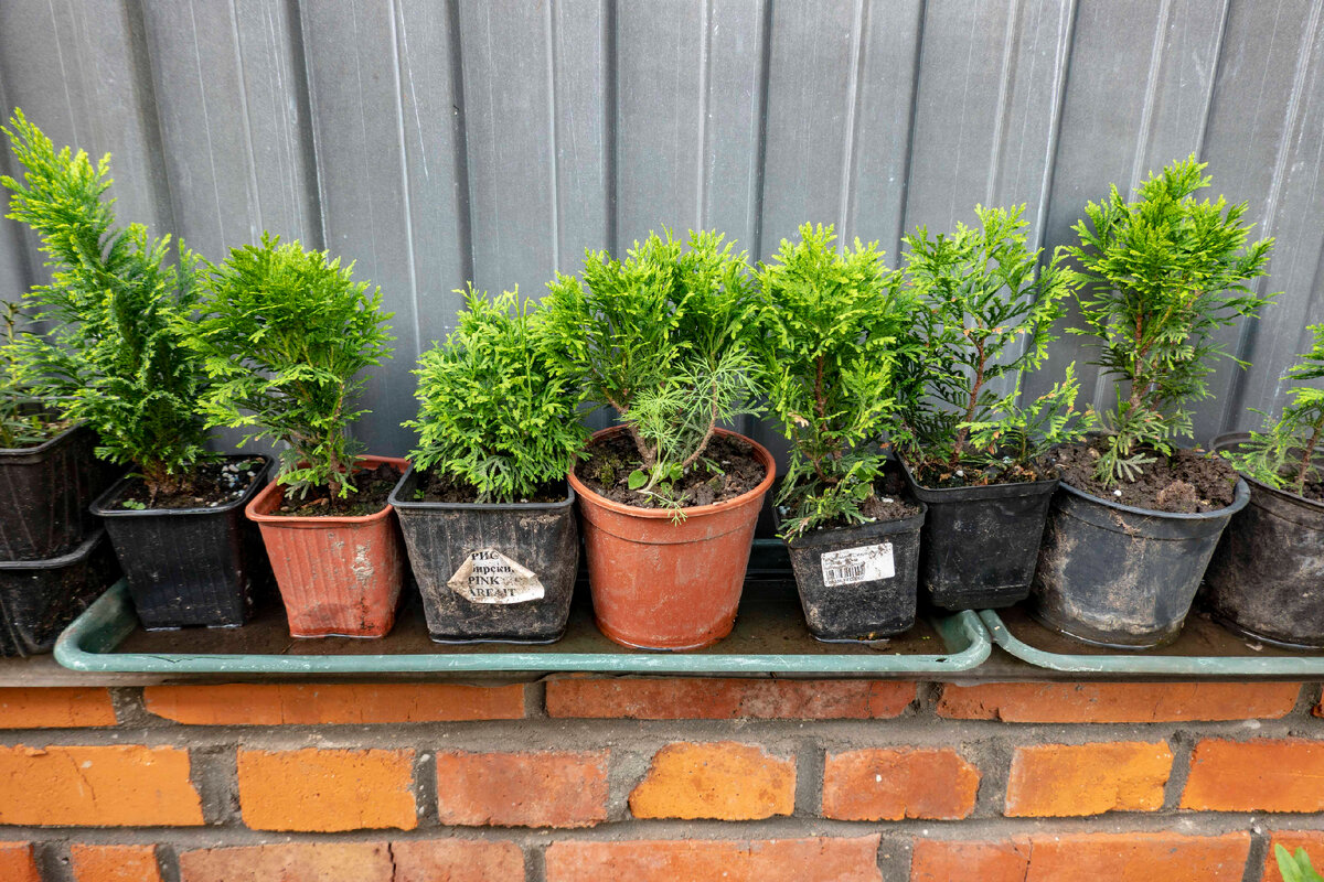 Двухлетние, живут на улице, там же и зимуют. 