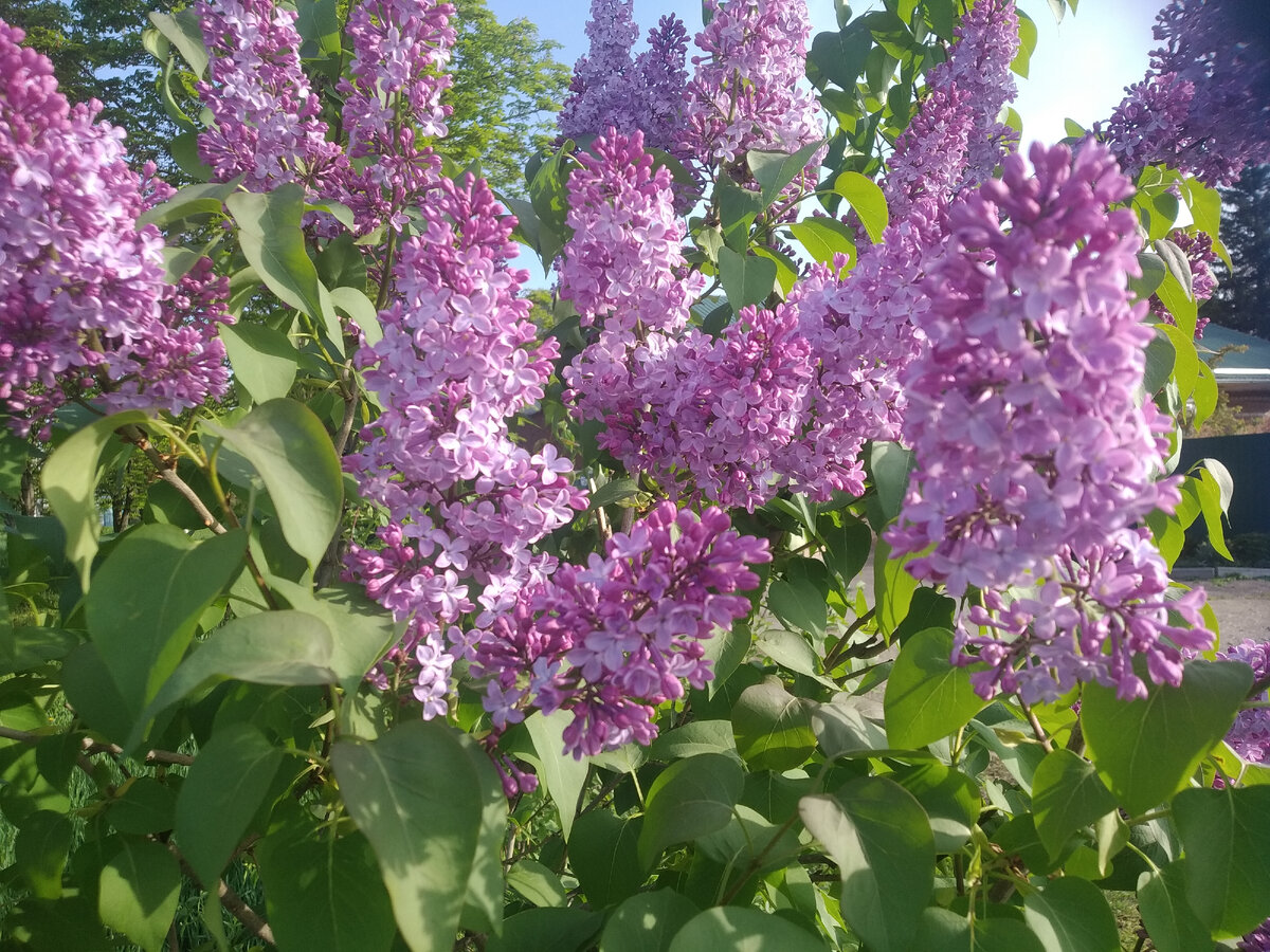 Россия - священная наша держава,
Россия - любимая наша страна.
Могучая воля, великая слава -
Твое достоянье на все времена!
Славься, Отечество наше свободное,
Братских народов союз вековой,
Предками данная мудрость народная!
Славься, страна! Мы гордимся тобой!
От южных морей до полярного края
Раскинулись наши леса и поля.
Одна ты на свете! Одна ты такая -
Хранимая Богом родная земля!
Славься, Отечество наше свободное,
Братских народов союз вековой,
Предками данная мудрость народная!
Славься, страна! Мы гордимся тобой!
Широкий простор для мечты и для жизни
Грядущие нам открывают года.
Нам силу дает наша верность Отчизне.
Так было, так есть и так будет всегда!
Славься, Отечество наше свободное,
Братских народов союз вековой,
Предками данная мудрость народная!
Славься, страна! Мы гордимся тобой!