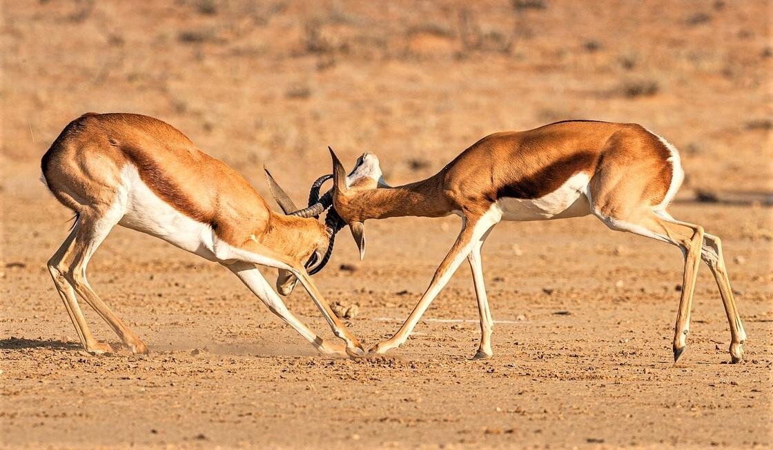 Фото: pixabay.com