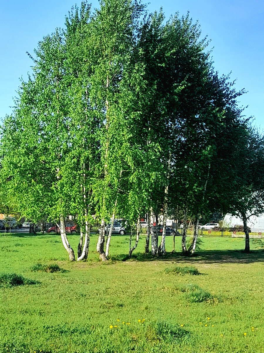 мои родные березки.                             Фото автора